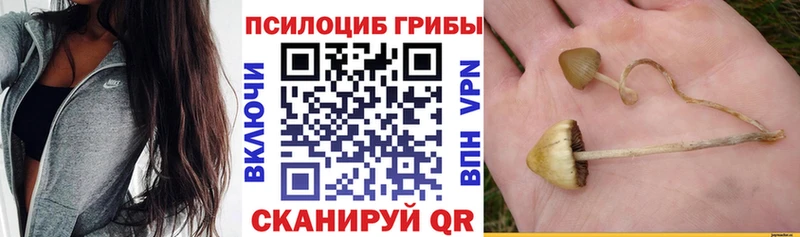 хочу наркоту  Кола  Псилоцибиновые грибы Psilocybine cubensis 